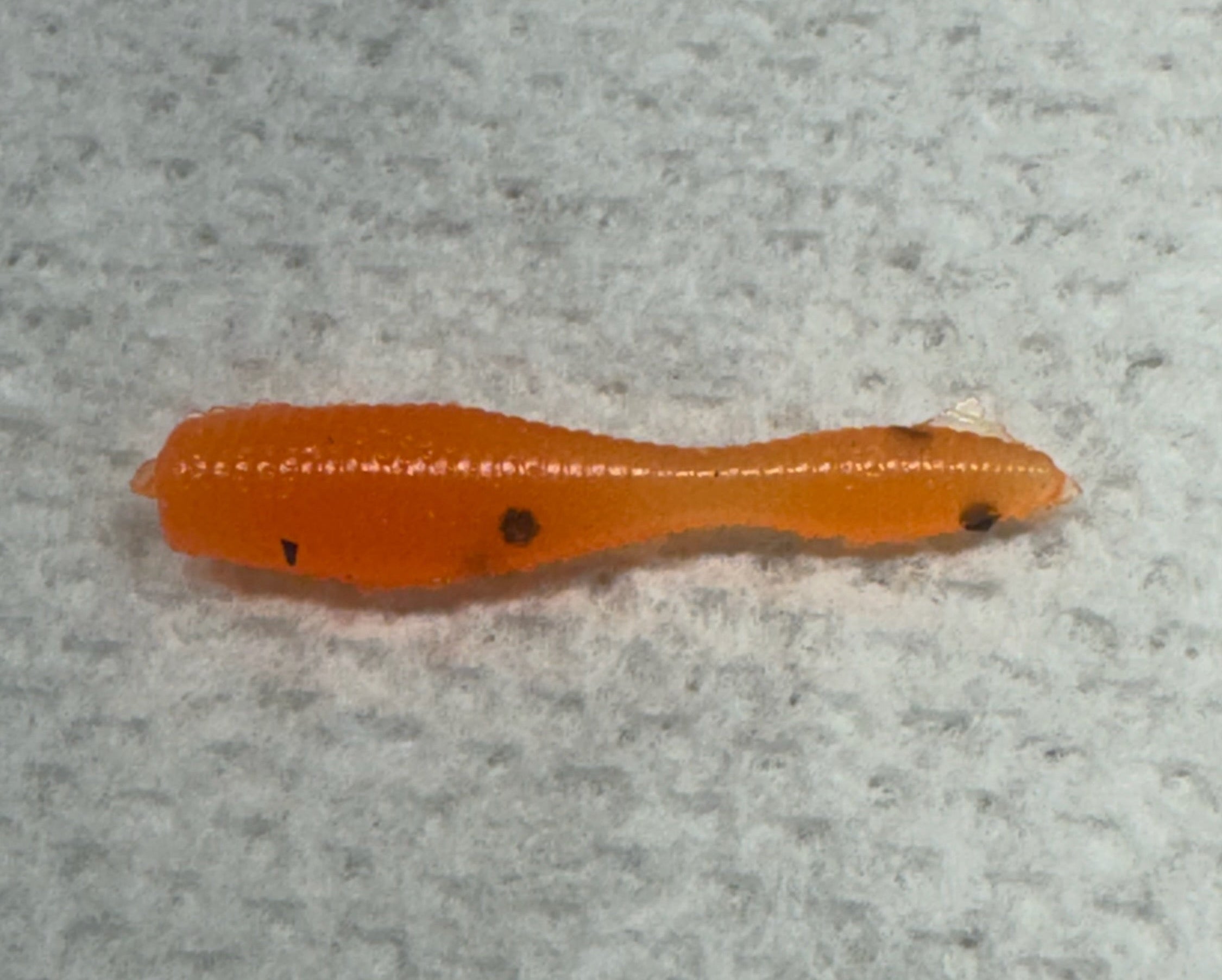 CRAPPIE 1" LEECH (60)